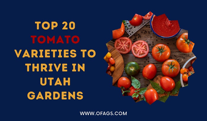 Best Tomatoes to Grow in Utah