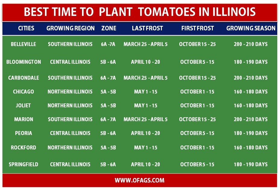 Best time to Plant Tomatoes in Illinois