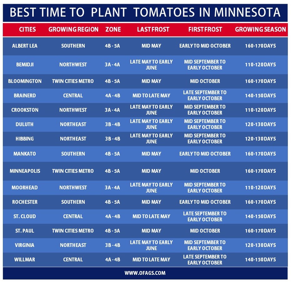 Best time to Plant Tomatoes in Minnesota