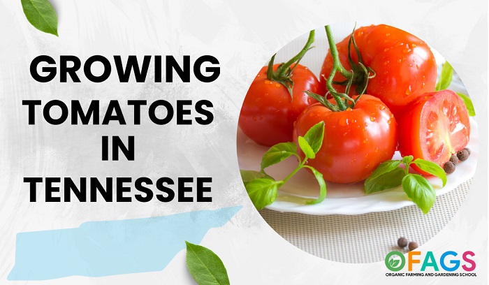 Growing Tomatoes in Tennessee