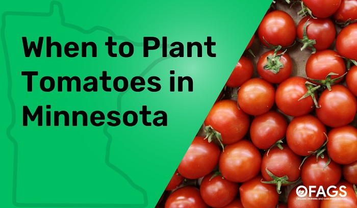When to Plant Tomatoes in Minnesota