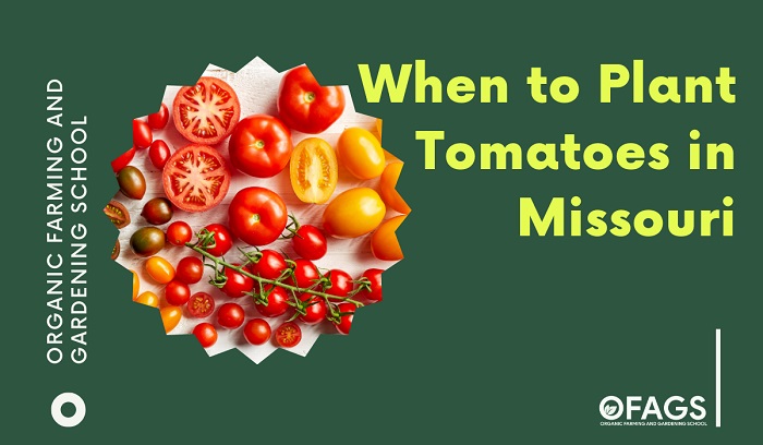 When To Plant Tomatoes In Missouri