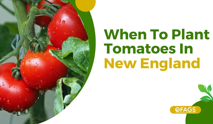 When To Plant Tomatoes In New England