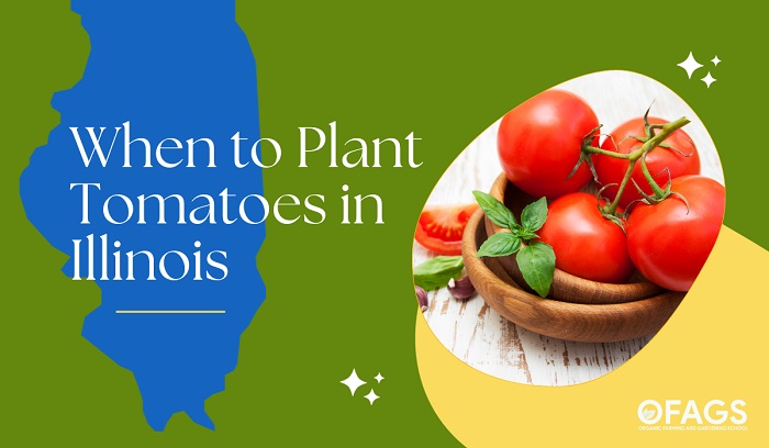 When to Plant Tomatoes in Illinois
