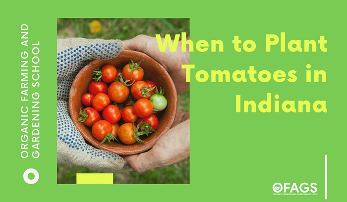 When to Plant Tomatoes in Indiana