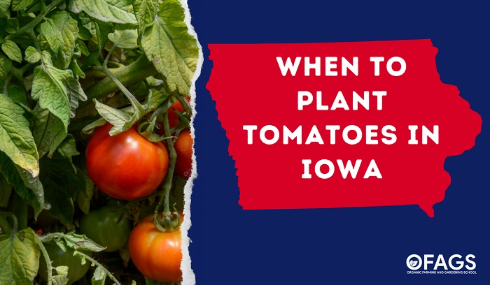 When to Plant Tomatoes in Iowa
