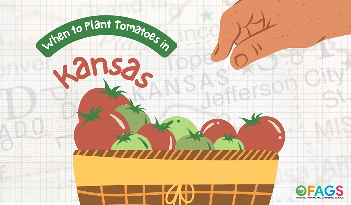 When to Plant Tomatoes in Kansas