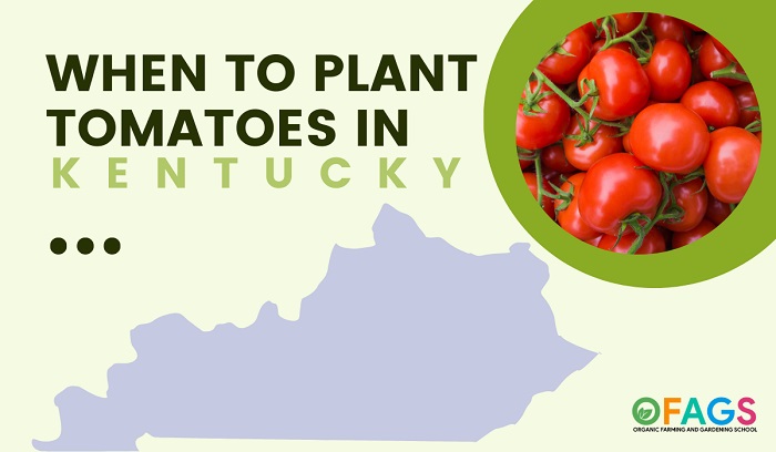 When to Plant Tomatoes in Kentucky