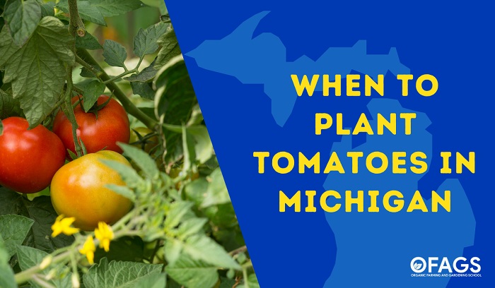 When to Plant Tomatoes in Michigan