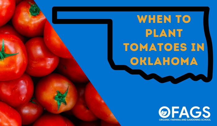 When to Plant Tomatoes in Oklahoma