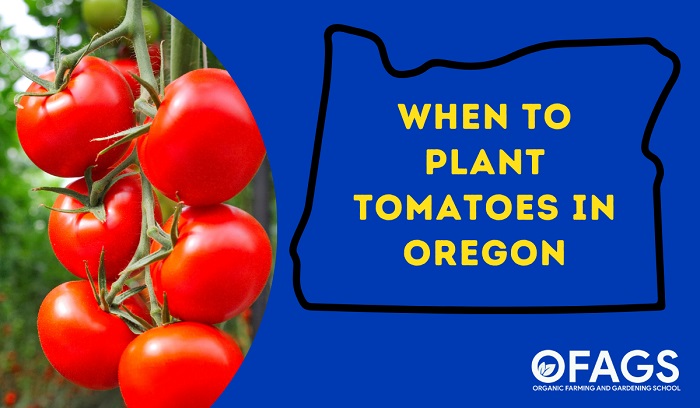 When to Plant Tomatoes in Oregon
