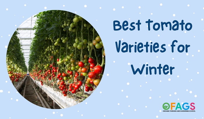winter tomato varieties