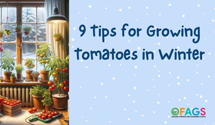 Growing Tomatoes in Winter