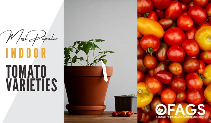 Tomato Varieties for Growing Indoors