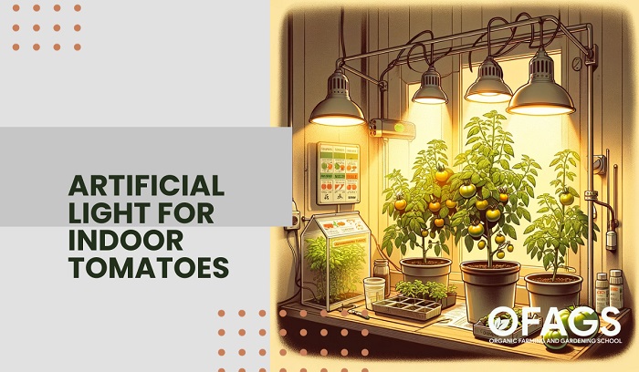 Artificial Light for Indoor Tomatoes