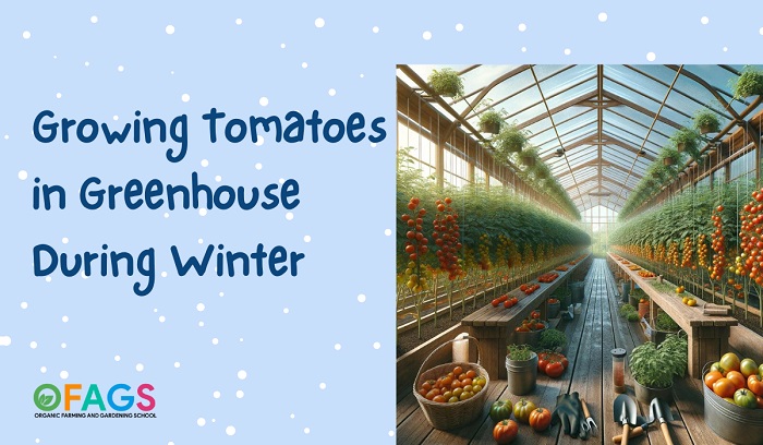 Growing Tomatoes in Greenhouse During Winter