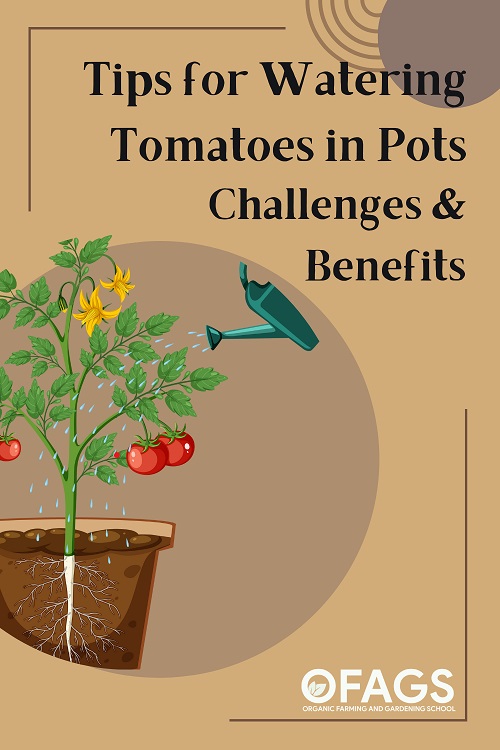 Watering Tomatoes in Pots