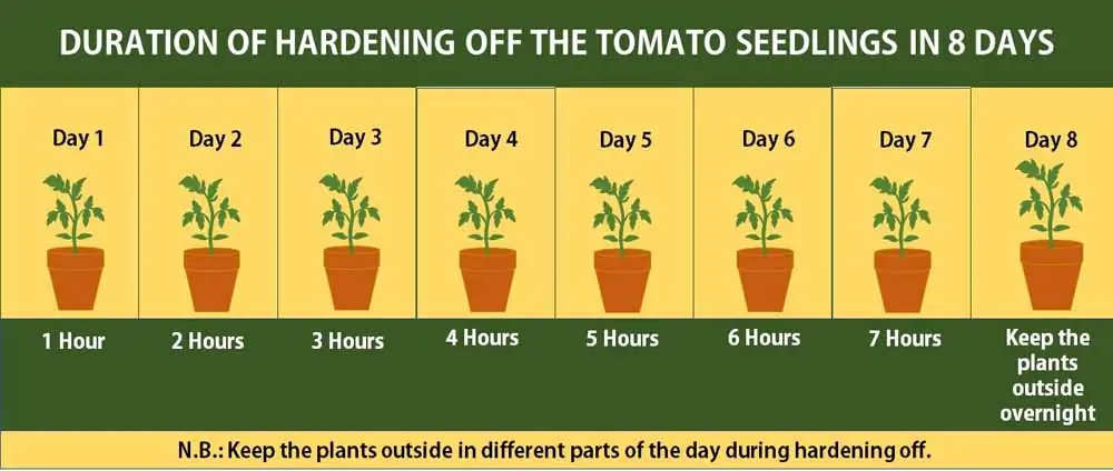 How to harden off tomato seedlings 