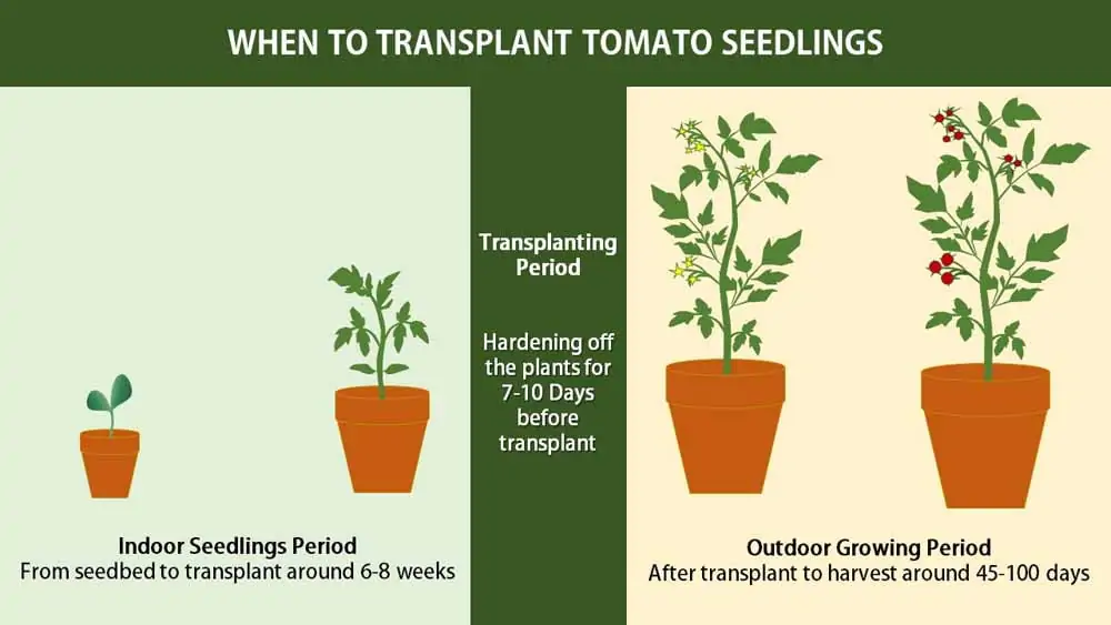 When to transplant tomato seedlings