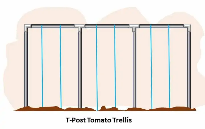 T-Post Tomato Trellis
