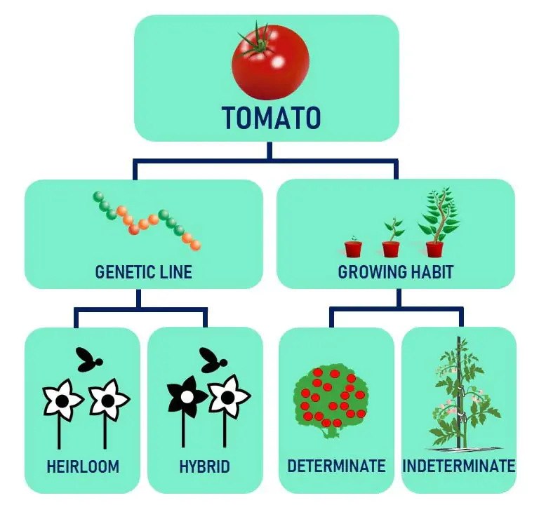 Determinate vs Indetermiante Tomatoes