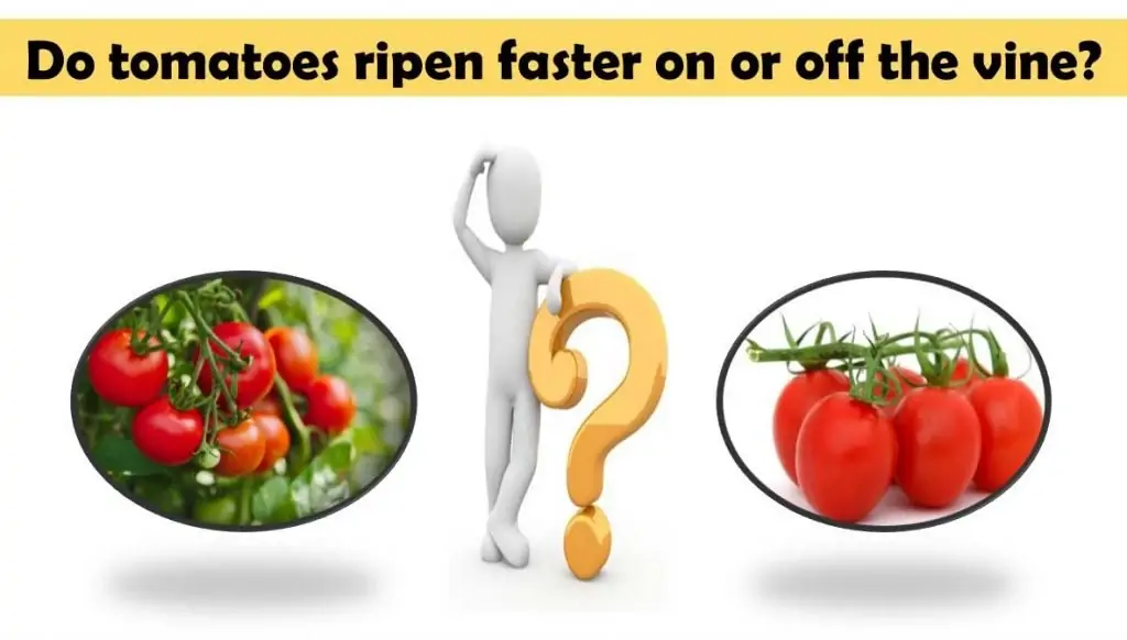 Do tomatoes ripen faster on or off the vine