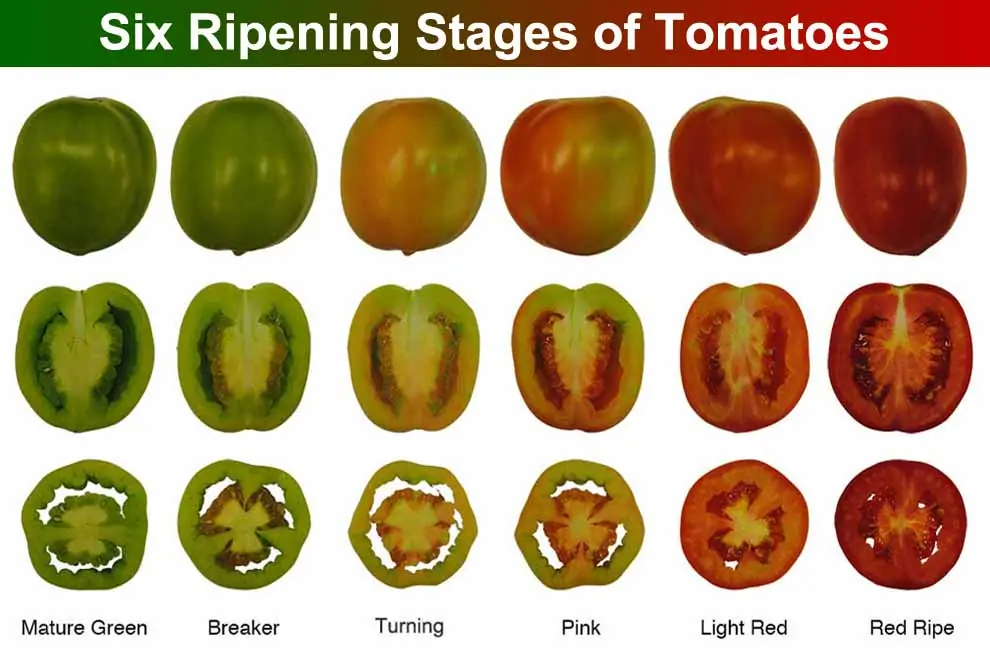 Ripening Stages of Tomatoes