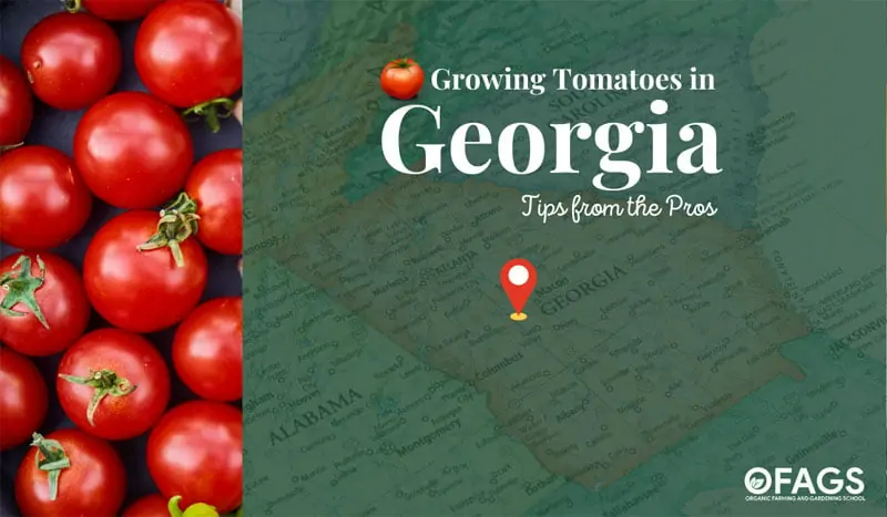 Growing Tomatoes in Georgia