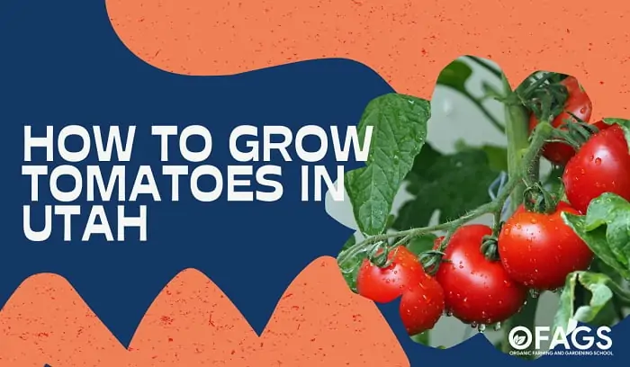 When to Plant Tomatoes in Utah