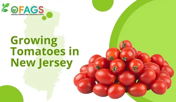 Growing Tomatoes in New Jersey
