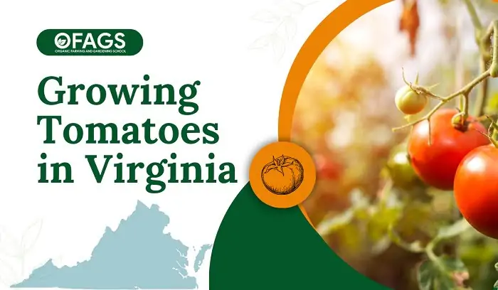 Growing Tomatoes in Virginia