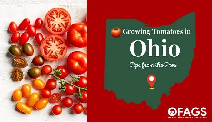 When to Plant Tomatoes in Ohio