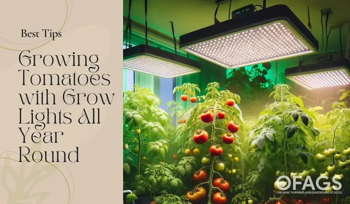 Growing Tomatoes with Grow Lights