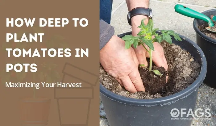 How Deep To Plant Tomatoes in Pots